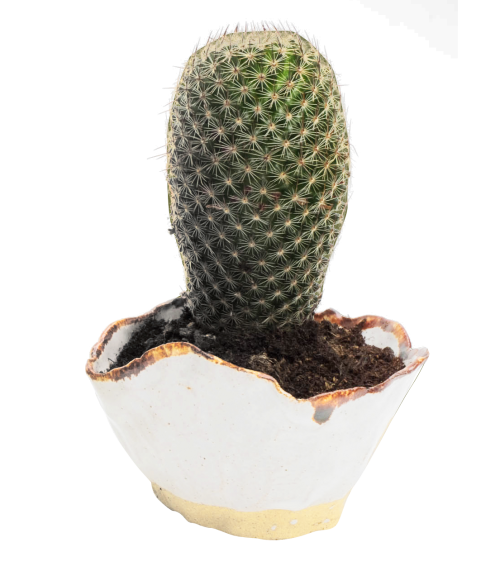 Free Cactus Cactus Plant Flowerpot Clipart Clipart Transparent Background
