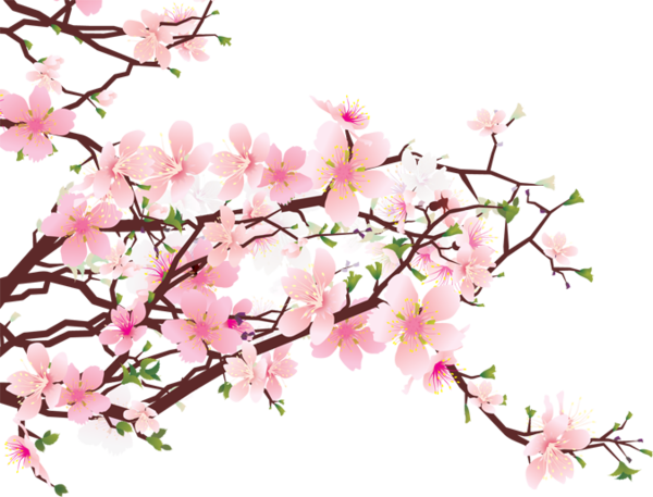 Free Spring Flower Blossom Plant Clipart Clipart Transparent Background
