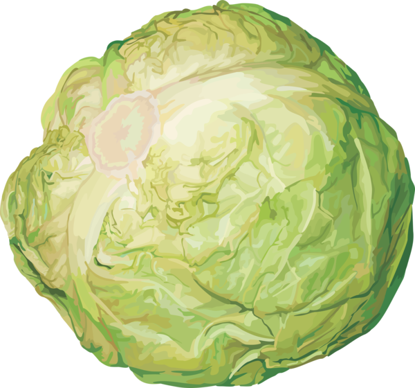 Free Spring Cabbage Vegetable Leaf Vegetable Clipart Clipart Transparent Background