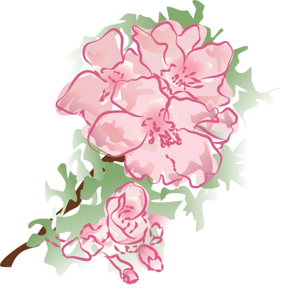 Free Carnation Flower Flora Plant Clipart Clipart Transparent Background