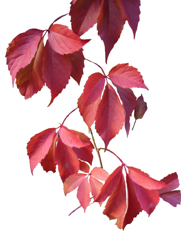 Free Autumn Leaf Plant Maple Leaf Clipart Clipart Transparent Background