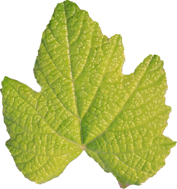 Free Herb Leaf Plant Plant Pathology Clipart Clipart Transparent Background