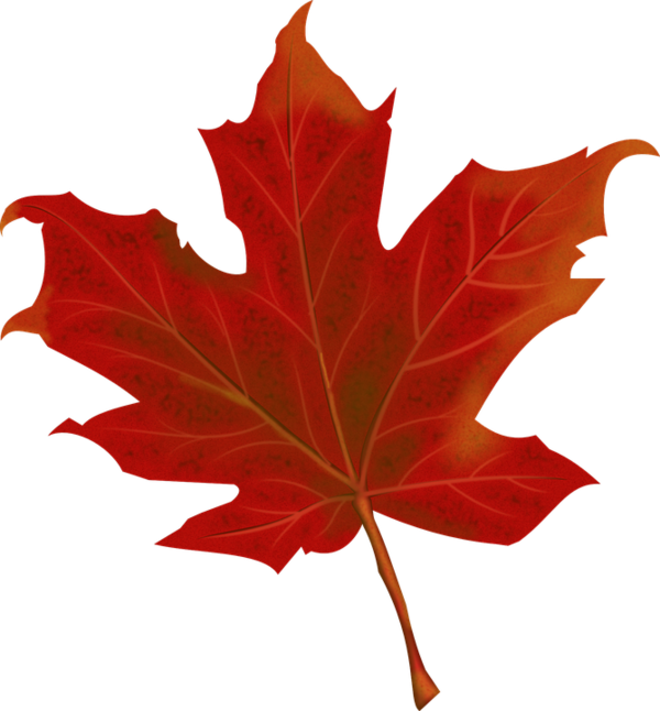 Free Anniversary Maple Leaf Leaf Plant Clipart Clipart Transparent Background