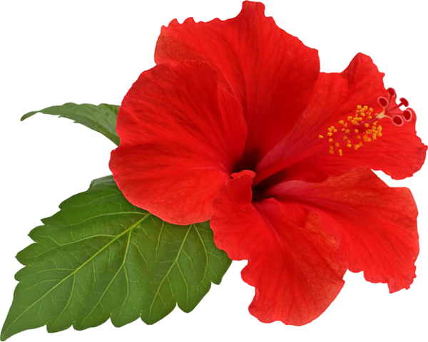 Free Hibiscus Flower Hibiscus Plant Clipart Clipart Transparent Background