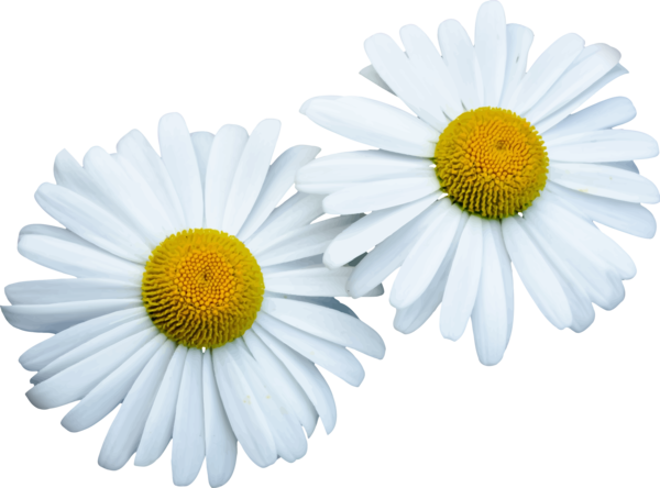 Free Gerbera Flower Daisy Oxeye Daisy Clipart Clipart Transparent Background