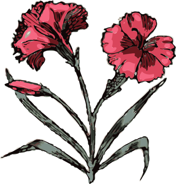 Free Carnation Flower Plant Flora Clipart Clipart Transparent Background