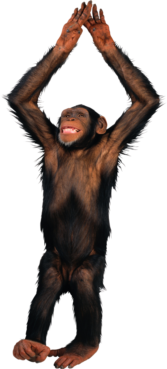 Free Monkey Great Ape Common Chimpanzee Fur Clipart Clipart Transparent Background