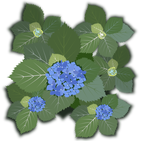 Free Hydrangea Flower Plant Hydrangea Clipart Clipart Transparent Background