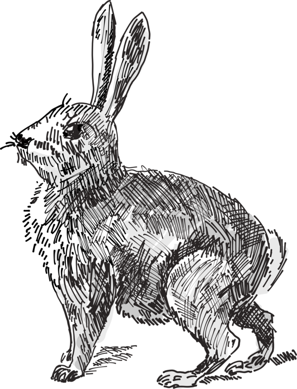 Free Rabbit Black And White Rabbit Hare Clipart Clipart Transparent Background
