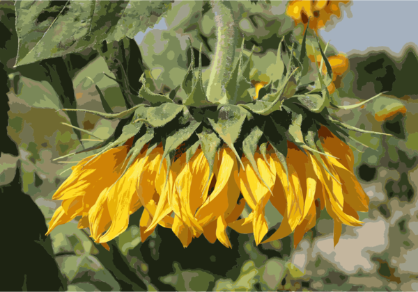 Free Sunflower Flower Plant Sunflower Clipart Clipart Transparent Background
