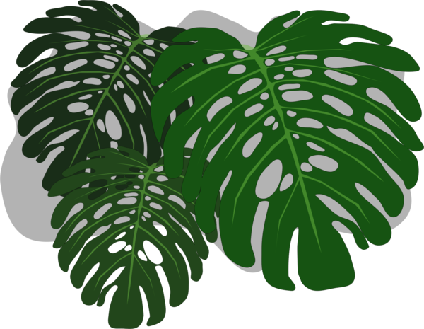 Free Cheese Plant Leaf Tree Clipart Clipart Transparent Background