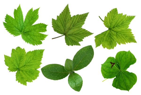 Free Grass Leaf Plant Herb Clipart Clipart Transparent Background