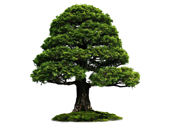 Free Tree Tree Plant Bonsai Clipart Clipart Transparent Background