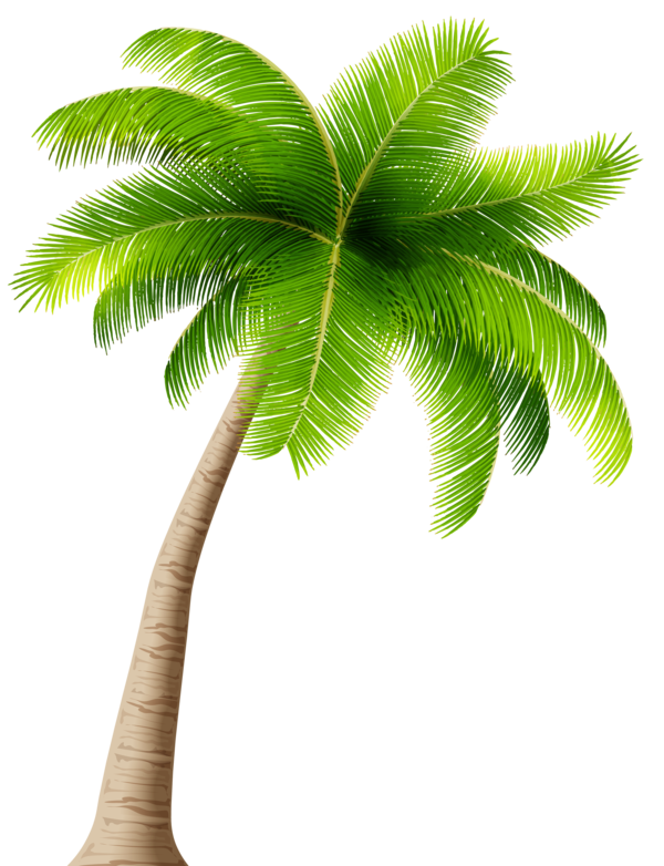 Free Wine Plant Palm Tree Tree Clipart Clipart Transparent Background