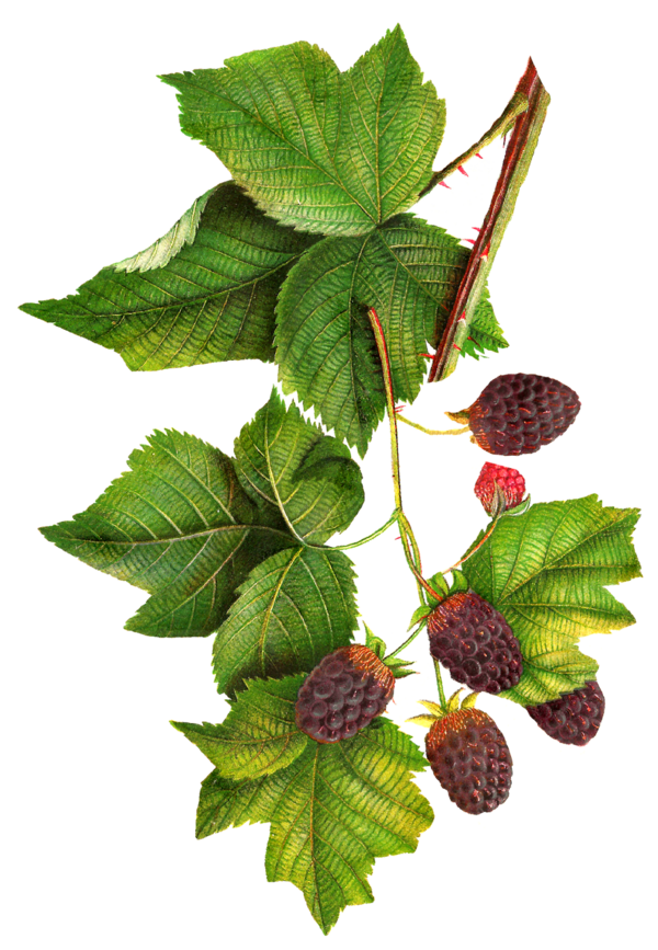 Free Fruit Leaf Fruit Berry Clipart Clipart Transparent Background