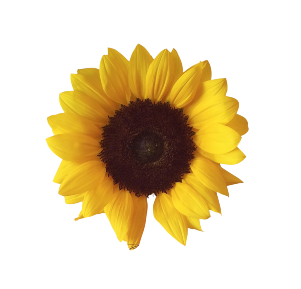 Free Daisy Flower Sunflower Sunflower Seed Clipart Clipart Transparent Background
