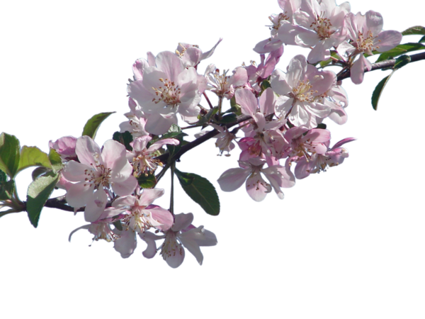 Free Spring Lilac Blossom Plant Clipart Clipart Transparent Background