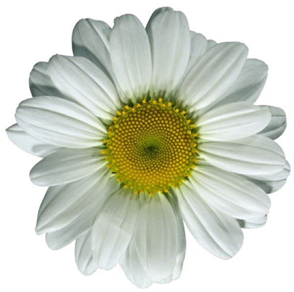 Free Gerbera Flower Oxeye Daisy Daisy Clipart Clipart Transparent Background