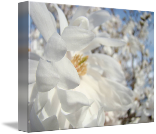 Free Garden Flower Petal Flower Arranging Clipart Clipart Transparent Background