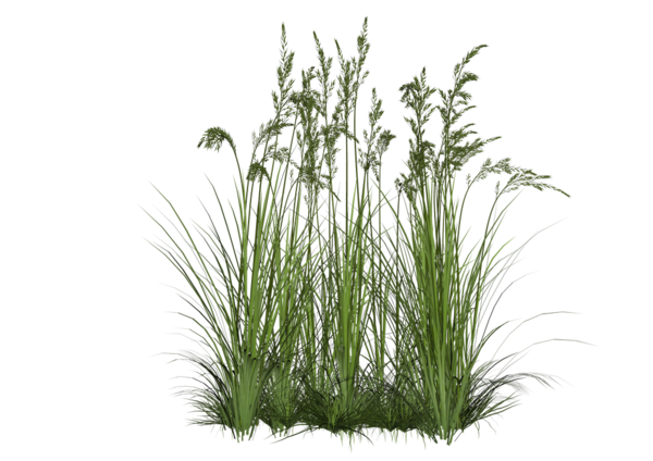 Free Herb Plant Grass Grass Family Clipart Clipart Transparent Background