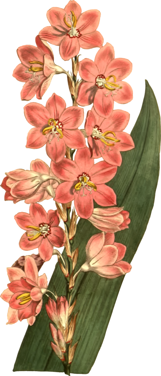 Free Lily Flower Plant Cut Flowers Clipart Clipart Transparent Background