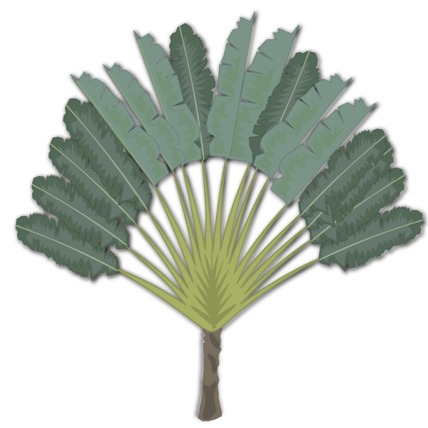 Free Grass Leaf Palm Tree Arecales Clipart Clipart Transparent Background