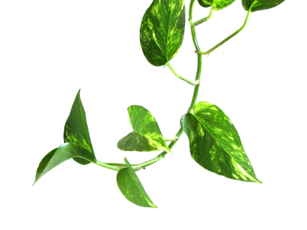 Free Money Leaf Plant Plant Stem Clipart Clipart Transparent Background