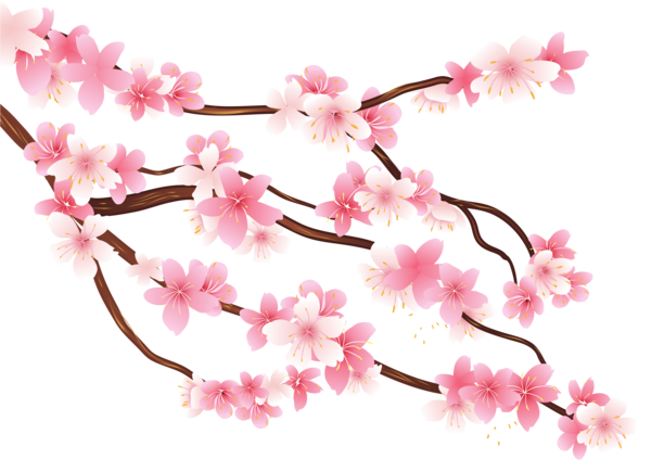 Free Spring Flower Blossom Cherry Blossom Clipart Clipart Transparent Background