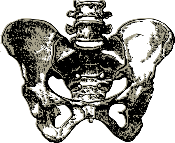 Free Anatomy Black And White Visual Arts Bone Clipart Clipart Transparent Background