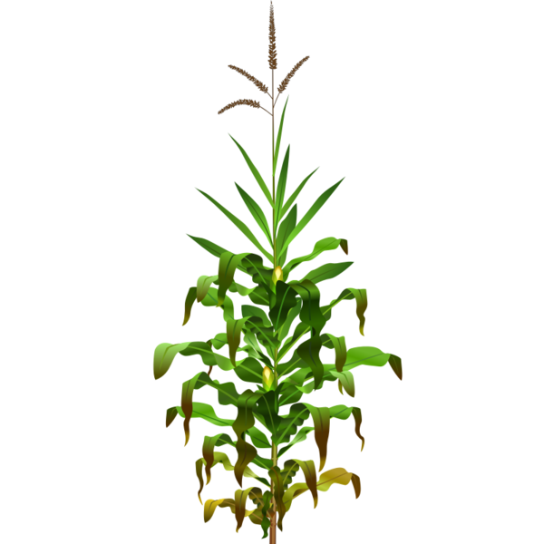 Free Grass Plant Tree Leaf Clipart Clipart Transparent Background