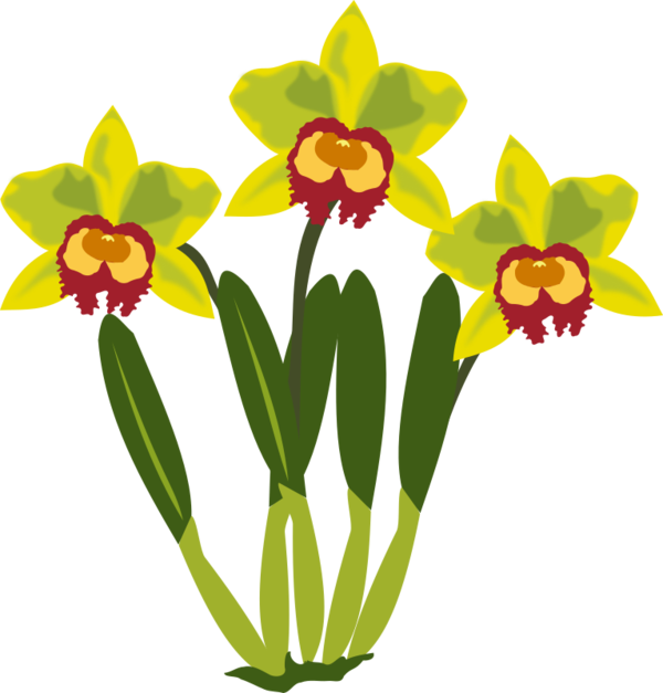 Free Daffodil Flower Plant Flora Clipart Clipart Transparent Background