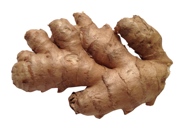 Free Tea Root Vegetable Galangal Tuber Clipart Clipart Transparent Background