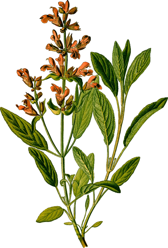Free Herb Plant Flower Flora Clipart Clipart Transparent Background