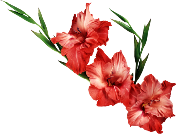 Free Hibiscus Flower Plant Cut Flowers Clipart Clipart Transparent Background