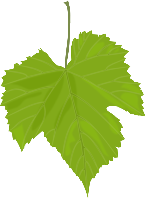 Free Wine Leaf Grape Leaves Plant Clipart Clipart Transparent Background