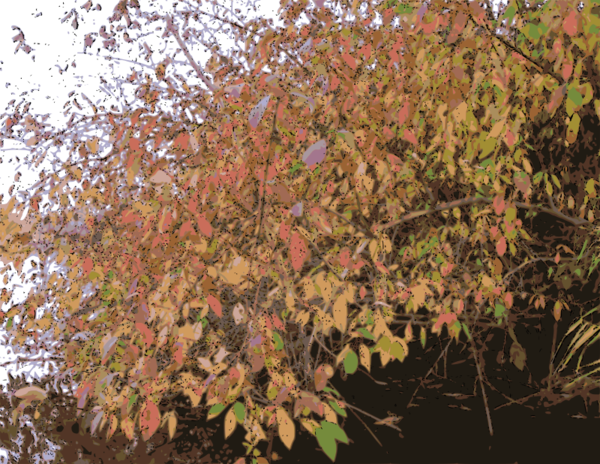 Free Autumn Tree Autumn Plant Clipart Clipart Transparent Background