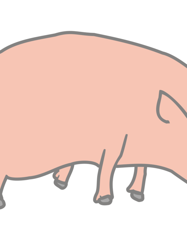 Free Pig Pig Cartoon Livestock Clipart Clipart Transparent Background