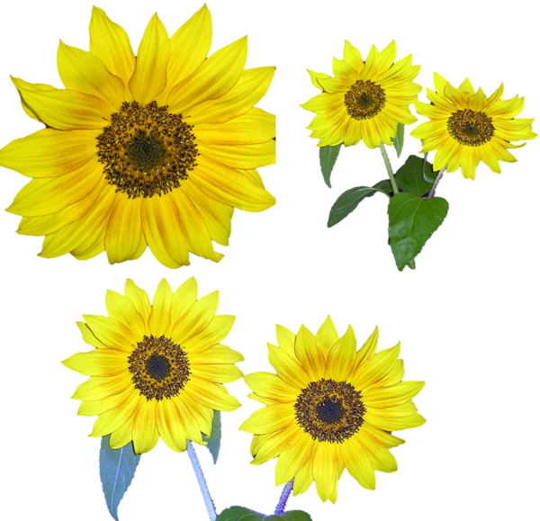 Free Sunflower Flower Sunflower Sunflower Seed Clipart Clipart Transparent Background