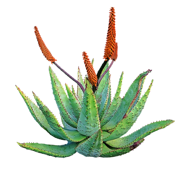 Free Cactus Plant Aloe Xanthorrhoeaceae Clipart Clipart Transparent Background
