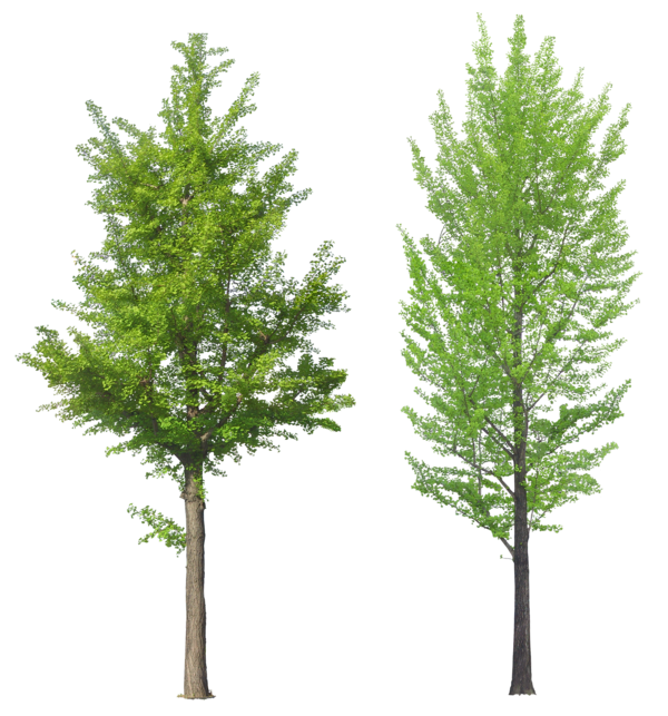 Free Tree Tree Woody Plant Plant Clipart Clipart Transparent Background
