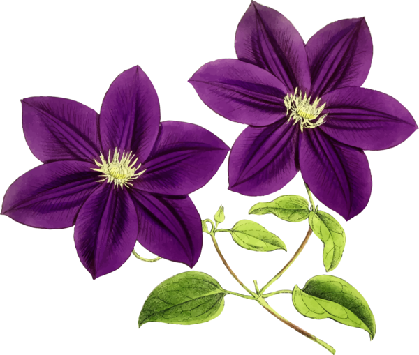 Free Family Flower Violet Plant Clipart Clipart Transparent Background