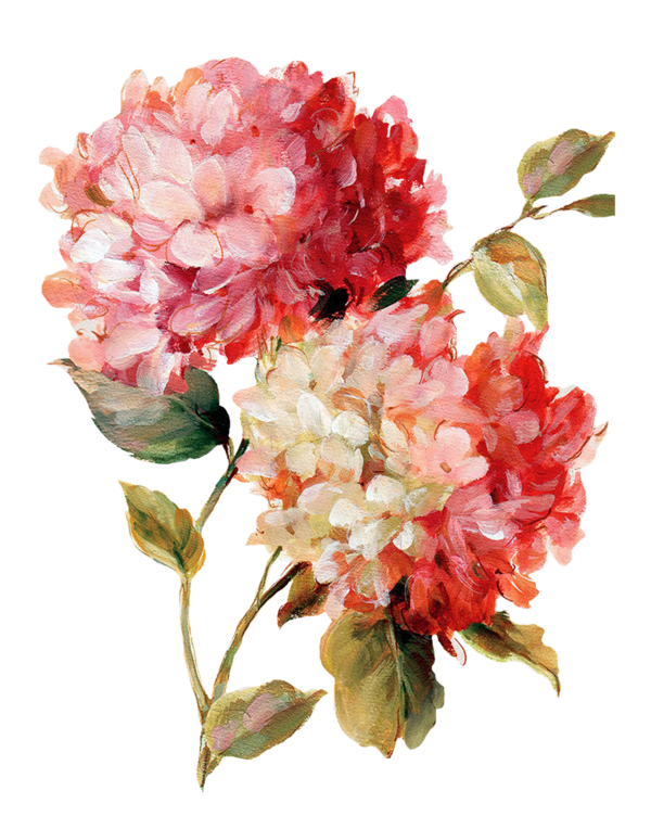 Free Carnation Flower Cut Flowers Flower Arranging Clipart Clipart Transparent Background