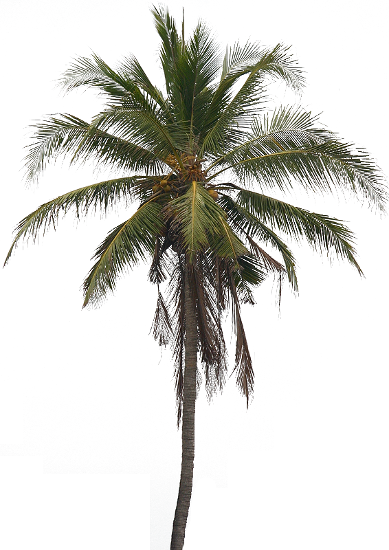 Free Tree Tree Palm Tree Arecales Clipart Clipart Transparent Background