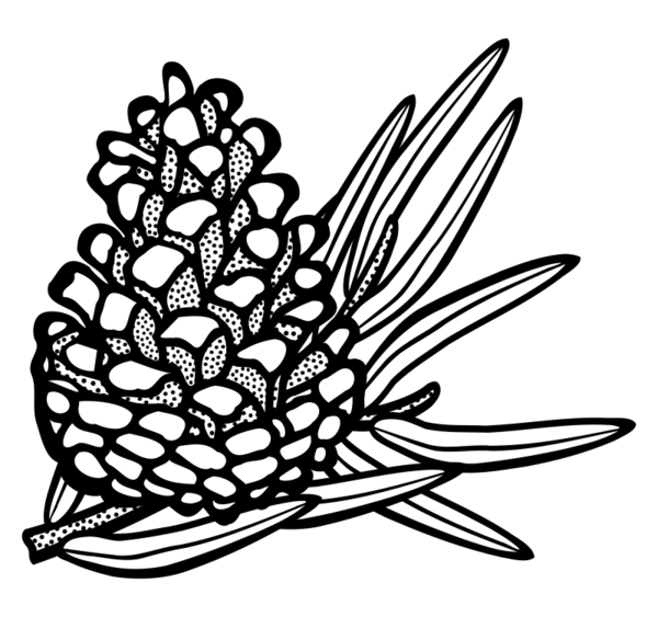 Free Leaf Flower Black And White Line Art Clipart Clipart Transparent Background