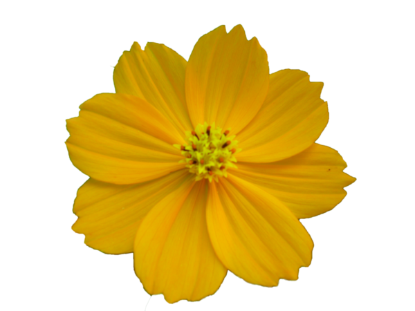 Free Family Flower Sulfur Cosmos Petal Clipart Clipart Transparent Background