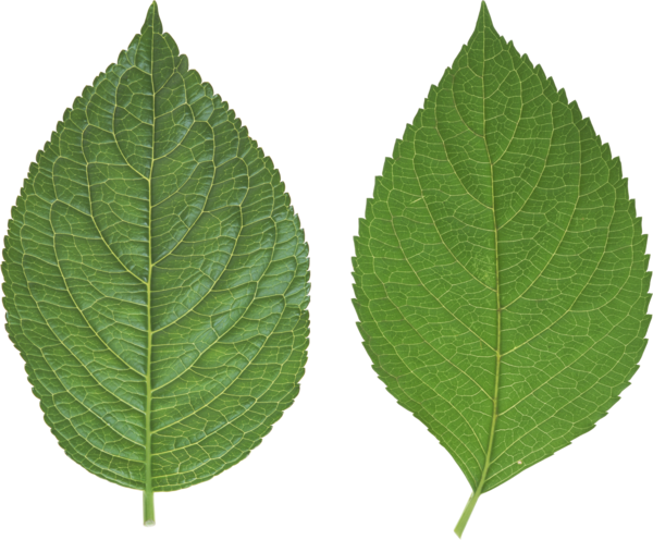Free Leaf Leaf Plant Clipart Clipart Transparent Background