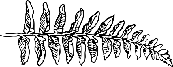 Free Tree Line Art Black And White Leaf Clipart Clipart Transparent Background