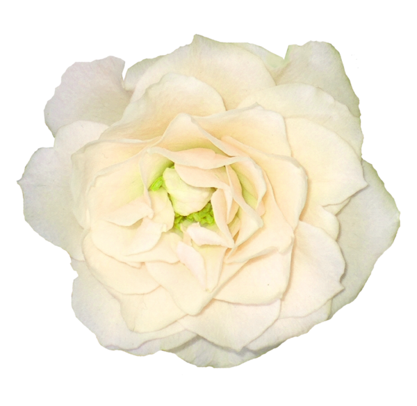Free Garden Flower Rose Rose Family Clipart Clipart Transparent Background