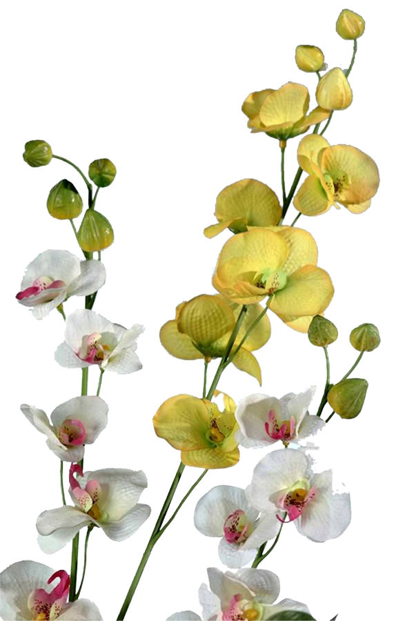 Free Orchid Flower Plant Petal Clipart Clipart Transparent Background