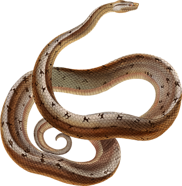 Free Snake Snake Reptile Scaled Reptile Clipart Clipart Transparent Background